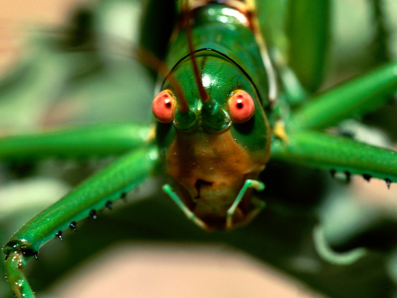 Predatory Katydid